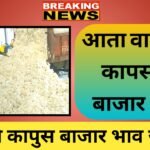 agricultural कापुस बाजार भाव जाहीर, कापसाच्या भावात सुधारणा.